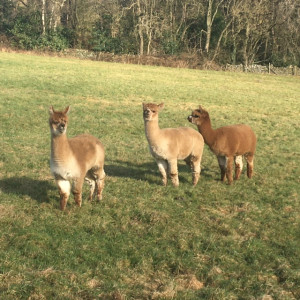 Alpacas on Matlock walk (9.2.23)
